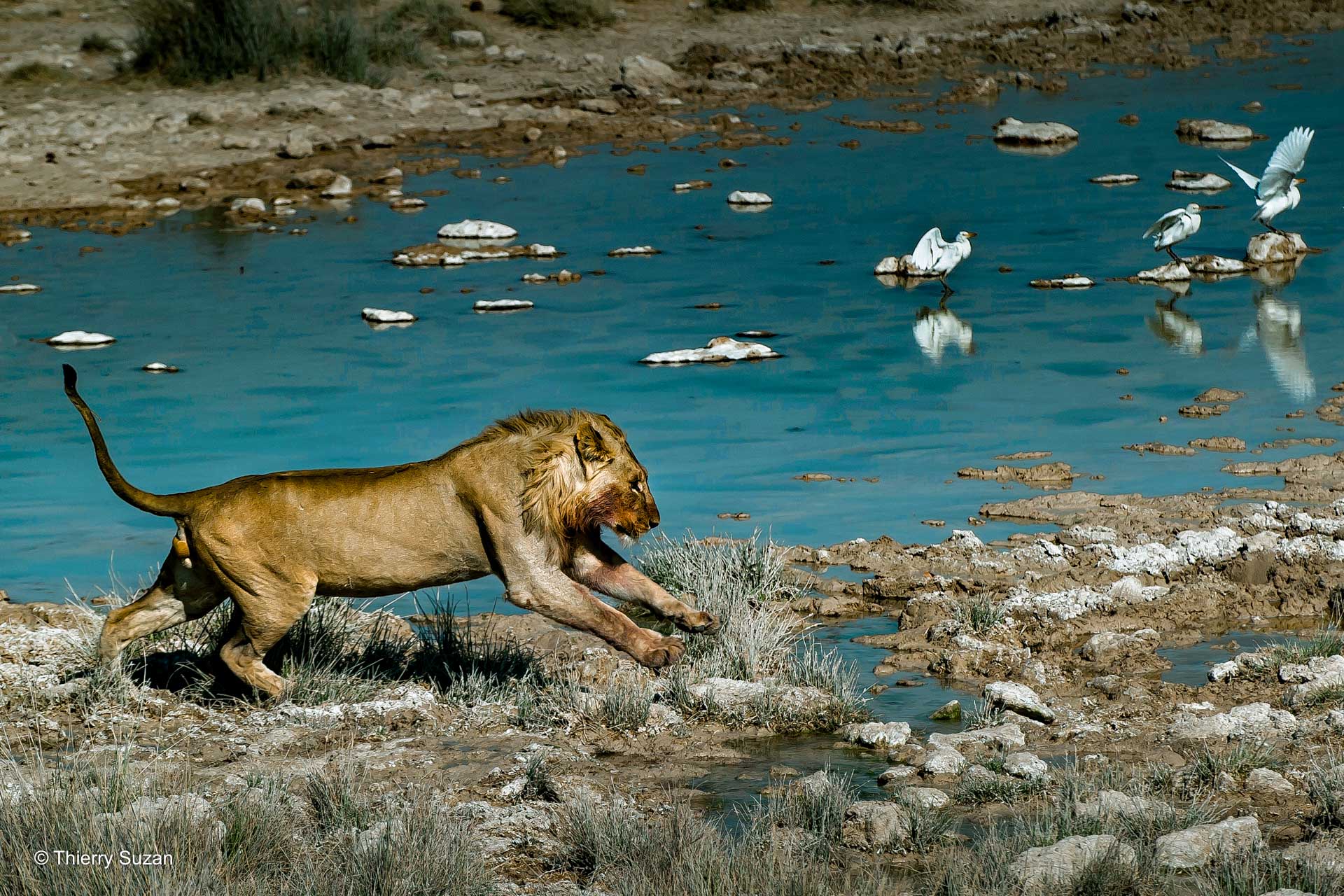 Instinct sauvage | Parc national d’Etosha